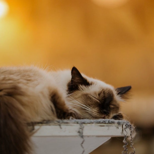 Solo Cat Café: Кошачье кафе для людей в Алматы