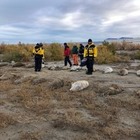 Причины гибели тюленей на берегу Каспия выяснят через две недели — минэкологии