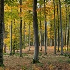 В Костанайской области начали восстанавливать сгоревшие леса