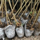 Алматинец хотел посадить 140 деревьев у дома. Акимат попросил не делать этого