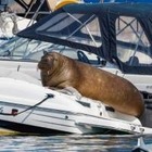 В Норвегии усыпили моржиху Фрейю из-за людей, которые собирались, чтобы на нее посмотреть