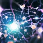 Ученые из Франции смогли создать копии клеток человеческого мозга