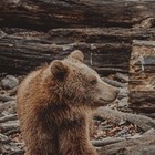 В зоопарке Алматы показали новорожденного гималайского медвежонка