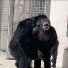 Трогательное видео: Шимпанзе по кличке Ванилла впервые видит небо без решеток