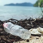 В Китае нашли морской гриб, который разлагает пластик