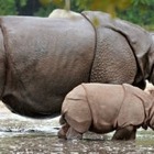 Животные могут развивать собственную культуру и традиции