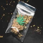 Ученые вывели новый сорт марихуаны, убивающий раковые клетки
