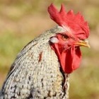 В пяти регионах Казахстана произошел падеж домашней птицы
