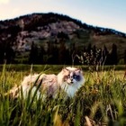 Исследование: Детство в доме с кошкой повышает риск психоза у мужчин