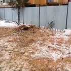 Еще несколько деревьев незаконно спилили в Алматы