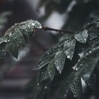 На севере и востоке Казахстана ожидаются сильные дожди