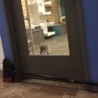 Техасский кот выпускал других кошек из клеток. Его заперли в одиночной камере