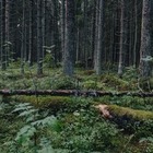 Казахстанцам могут запретить посещать леса в Алматинской области