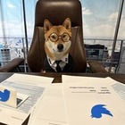 Илон Маск представил нового гендиректора Twitter. Им стал пес