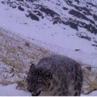 Ирбис был замечен в Алматинской области