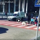 Бездомная собака в Грузии помогает детям переходить дорогу