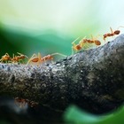 Муравьи способны определять раковые клетки по запаху