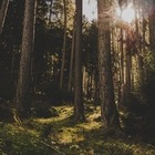 Внутри музея в Стокгольме высадили настоящий лес, в котором можно остаться с ночевкой