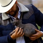 Кота-сфинкса с татуировками спасли из тюрьмы Цересо в Мексике