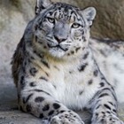 Каждому снежному барсу в Казахстане дадут имя