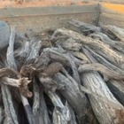 В Жамбылской области задержали водителя, перевозившего краснокнижный саксаул 

