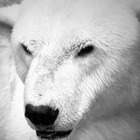В Алматинском зоопарке умер белый медведь Алькор