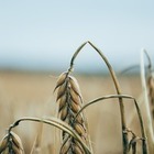 МСХ просит казахстанцев финансово помочь фермерам, пострадавшим от засухи