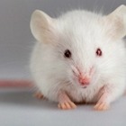 В мозге грызунов обнаружены нейроны, отвечающие за тягу общения у людей