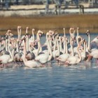 Фламинго вернулись в Актау