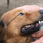 20 тысяч казахстанцев подписали петицию о необходимости принятия Закона о защите животных