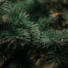 2,5 тысячи елок изъяли полицейские в ходе новогоднего рейда в РК