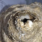 Музыкант вдохнул новую жизнь в древний музыкальный инструмент. Послушайте, как он звучит