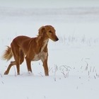 В Казахстане приняли закон по сохранению казахских пород собак тазы и тобет