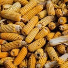 Казахстан планирует импортировать кукурузу и сахарную свеклу из Европы