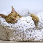 Кошки станут безопасными: Ученые остановили размножение токсоплазмы
