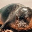 Тюлень выполз на берег в Актау. В него начали кидать камни