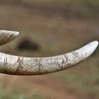 Казахстанец пытался вывезти пять тонн бивней мамонтов в Китай
