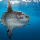 У берегов Португалии найдена самая тяжелая костная рыба в мире