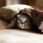 День домашних животных: Что покупают казахстанцы для своих питомцев