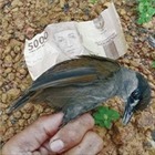 Орнитологи обнаружили в Индонезии птицу, пропавшую 170 лет назад
