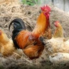 Вспышку птичьего гриппа зарегистрировали в Северо-Казахстанской области
