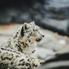 Снежного барса с детенышами засняли в нацпарке