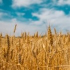 В Казахстане намололи 5,5 миллионов тонн зерна