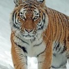 В Красную книгу Казахстана добавили троих животных