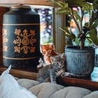 В алматинской кальянной к заказу посетителям приносят месячных котят