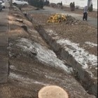 На Толе би произошла массовая вырубка деревьев. Без разрешения акимата 