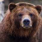 В Казахстане пытались продать медведя и бездомных собак на мясо