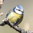 Из-за климатического кризиса потускнело оперение европейских птиц