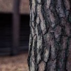 Вдоль трассы Алматы — Бишкек вырубили 40-летние тополя