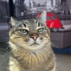 Харьковский кот-блогер Степан вернулся в Украину
